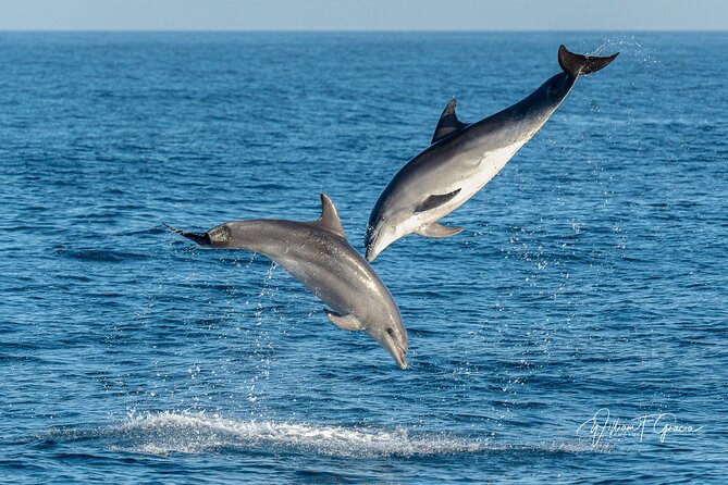 Dolphin Watching Excursion in Gibraltar - Is $38.83 a fair price?
