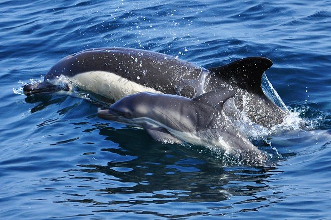 Dolphin Watching Excursion in Gibraltar - Who will enjoy this most?