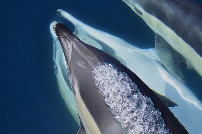 Dolphin Watching Excursion in Gibraltar - Practical booking advice for Gibraltar