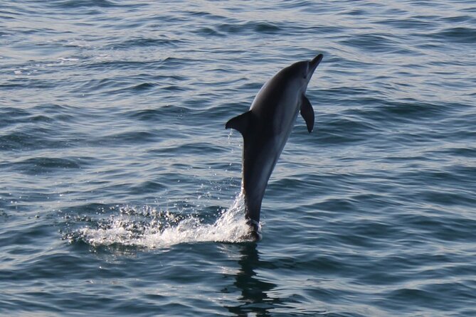 Dolphin Watching in Gibraltar Dolphin Safari V.I.P - What the trip is worth at $34