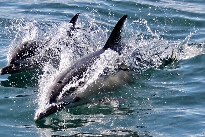 Dolphin Watching in Gibraltar Dolphin Safari V.I.P - Families, mobility, and the practical details
