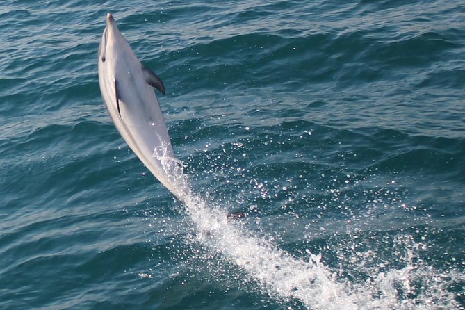 Dolphin Watching in Gibraltar Dolphin Safari V.I.P - Weather can change the whole experience