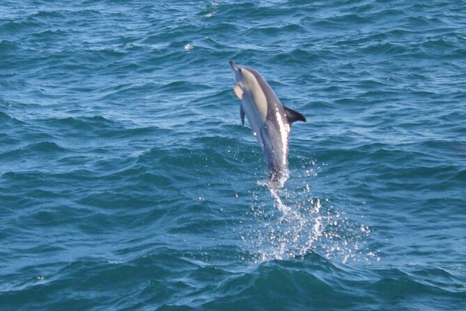 Dolphin Watching in Gibraltar Dolphin Safari V.I.P - How the dolphin search works