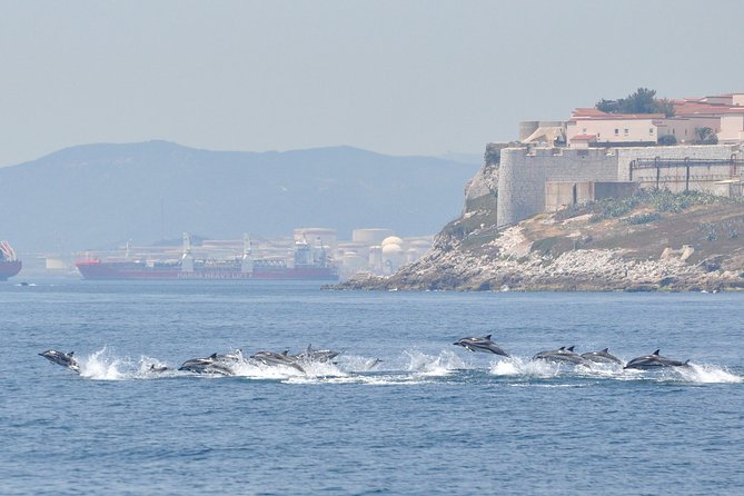 Dolphin Watching in Gibraltar & Fast Track Priority Cable Car - A 75-minute search for dolphins in Gibraltar Bay