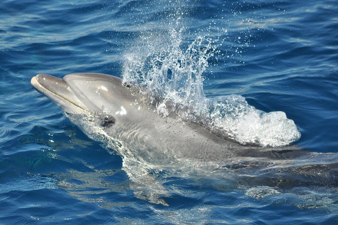 Dolphin Watching in Gibraltar & Fast Track Priority Cable Car - The cable car adds the big view, with a catch
