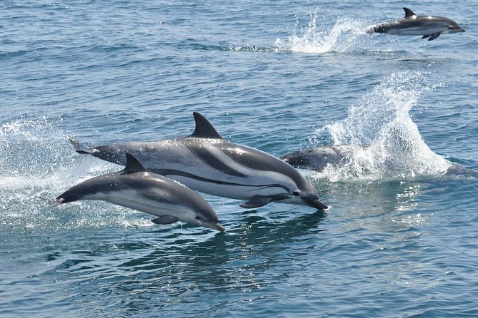 Dolphin Watching in Gibraltar & Fast Track Priority Cable Car - My verdict on the dolphin cruise and cable car