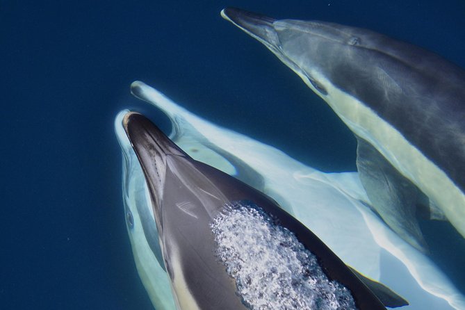 Dolphin Watching in Gibraltar & Fast Track Priority Cable Car - Why the dolphin encounter works so well