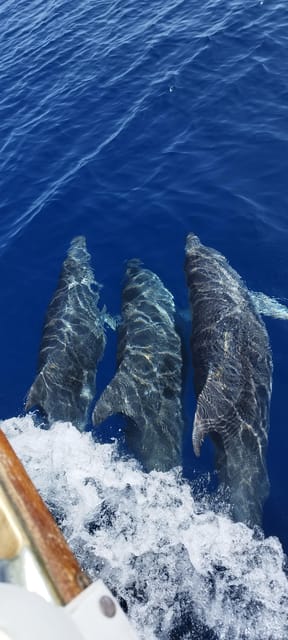 Estepona: Dolphin Search Boat Trip with Drink and Snacks - Who should book this Estepona cruise?