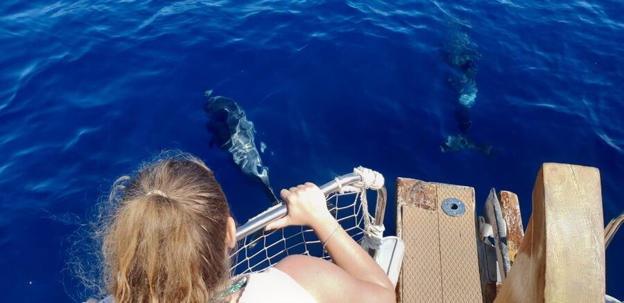 Estepona: Dolphin Search Boat Trip with Drink and Snacks - A swim stop in open water