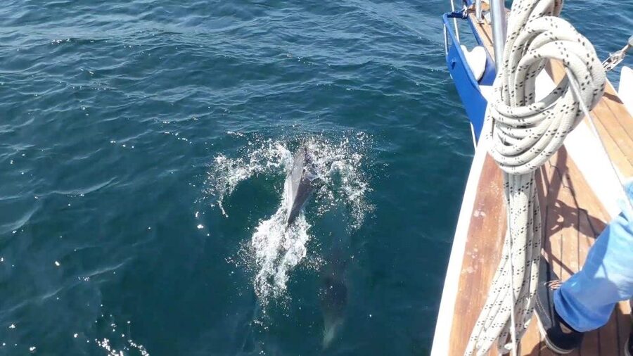 Estepona: Dolphin Watching Sailboat Cruise with Drink - The drink, shade, and easy pace