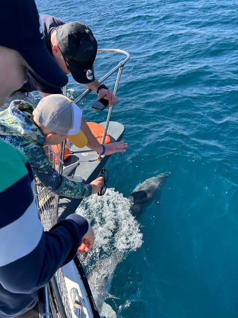 Estepona: Dolphins Searching Sea Cruise with Drink & Snacks - Leaving the dock at La Martingala