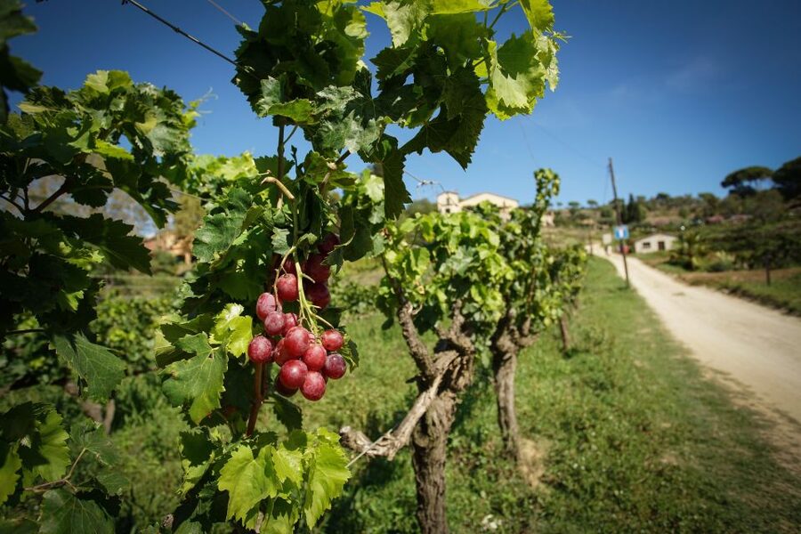 From Barcelona: E-Bike and Sailing Tour with Wine Tastings - From the winery to Port Masnou