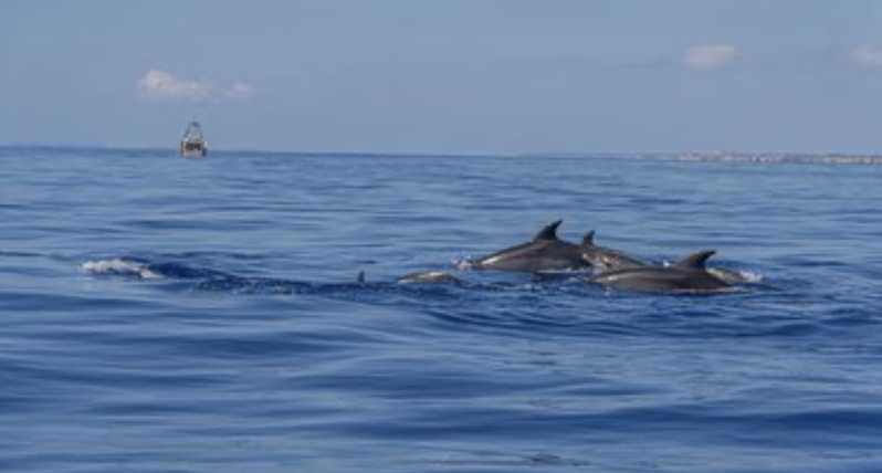 From Can Picafort: Dolphin Watching and Cave Boat Trip - Cabo de Formentor and the north coast by speedboat