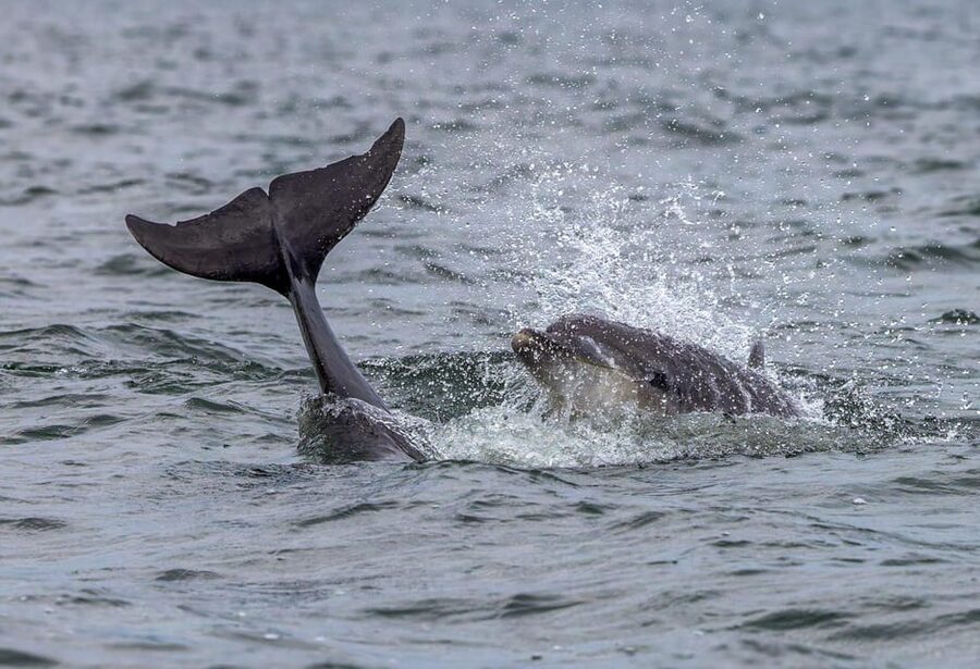 From Can Picafort: Dolphin Watching and Cave Boat Trip - What the $82 price really covers