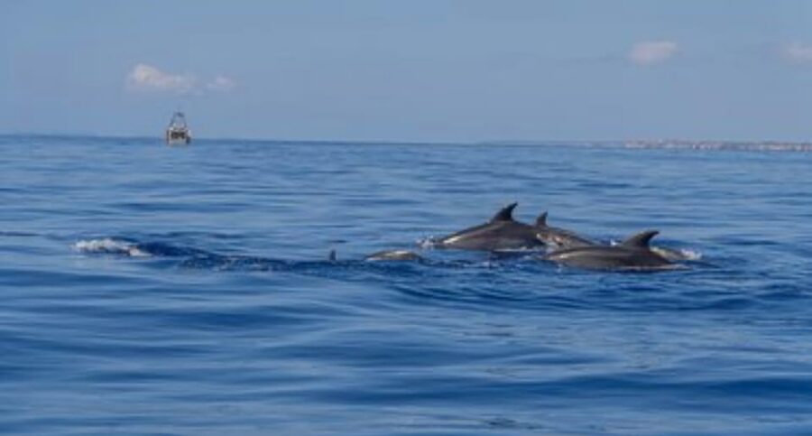 From Can Picafort: Dolphin Watching and Cave Boat Trip - Finding the grey speedboat in Can Picafort