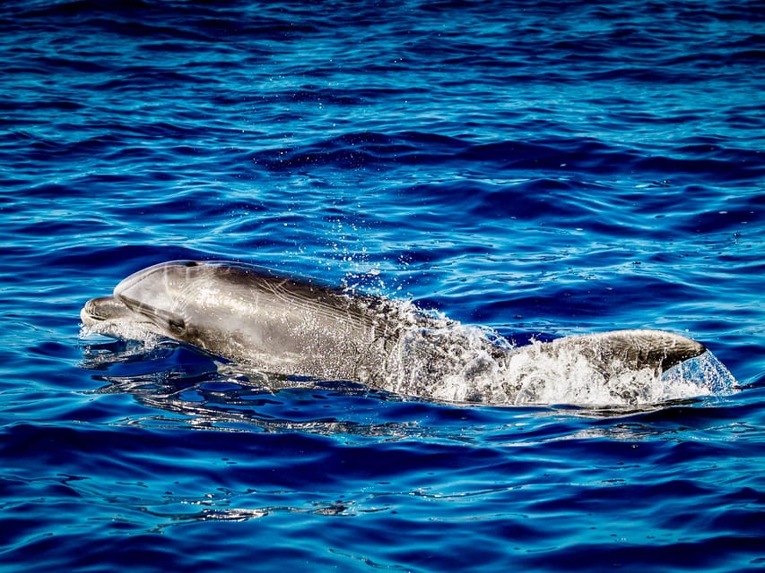 From Can Picafort: Dolphin Watching and Cave Boat Trip - Weather, comfort, and who should skip it