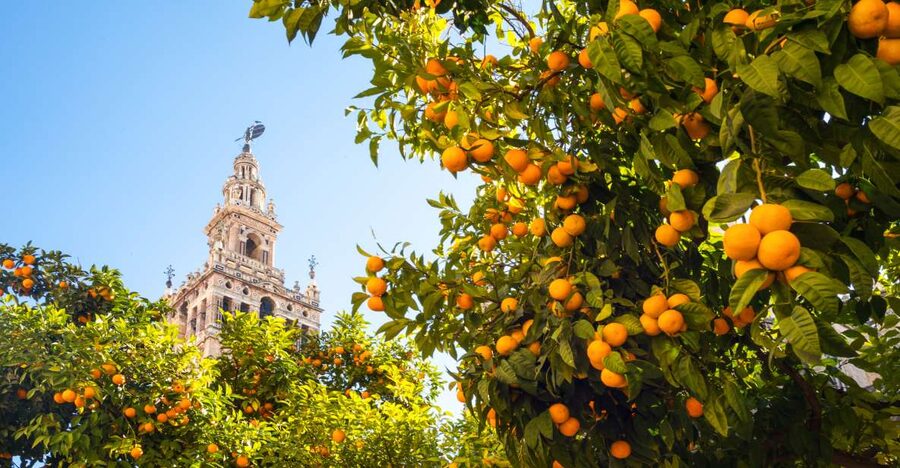 From Costa del Sol: Seville Day Trip - Santa Cruz: Seville’s old quarter