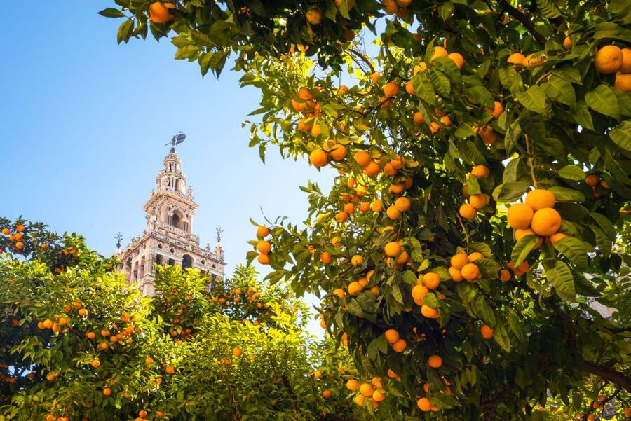 From Costa del Sol: Seville Day Trip - The coach ride and the 30-minute breakfast stop