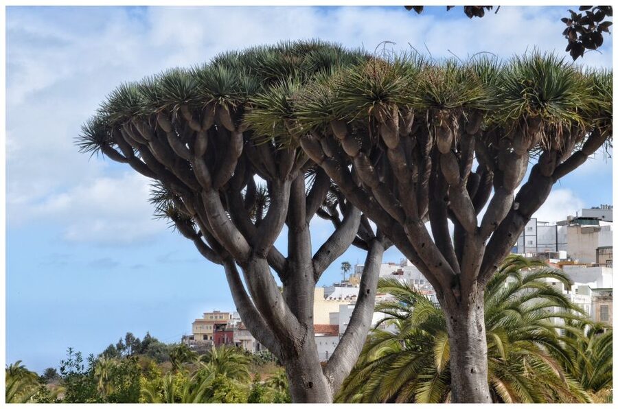 From Las Palmas: Full-Day Tour of the North - Why this north coast day trip works