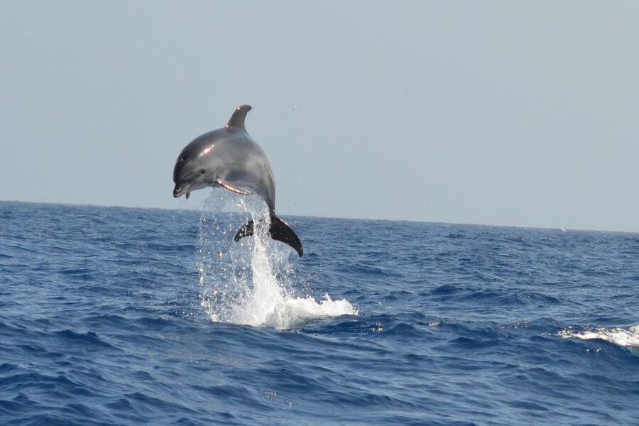 From Los Gigantes: Whale Watching Sailboat Cruise - Who should book this Los Gigantes cruise