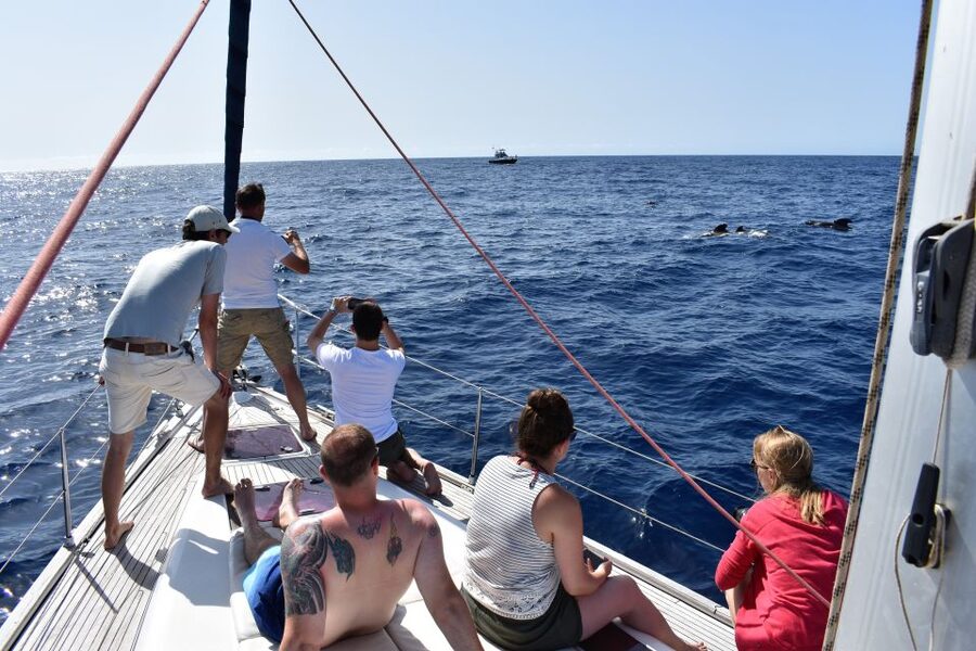 From Los Gigantes: Whale Watching Sailboat Cruise - Swimming and snorkeling near the cliffs