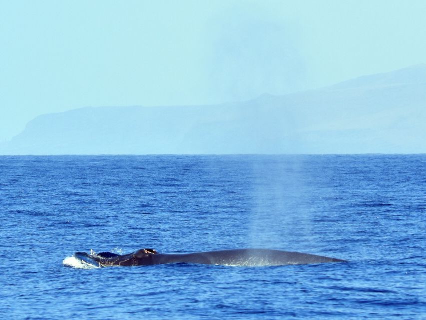 From Los Gigantes: Whale Watching Sailboat Cruise - Homemade tapas after the swim