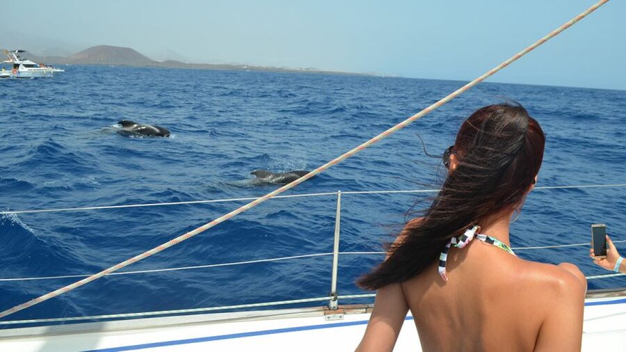 From Los Gigantes: Whale Watching Sailboat Cruise - What makes the small boat worth $88
