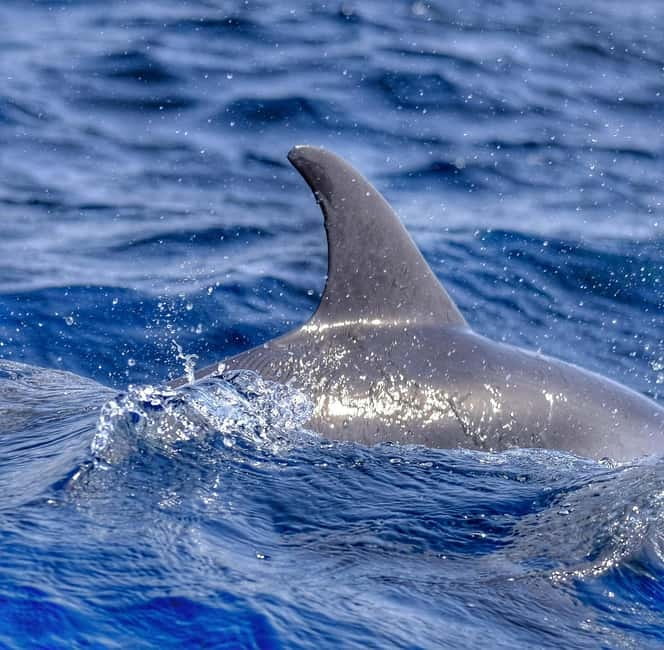 From Morro Jable: Dolphin and Whale Watching and Snorkelling - Should you book this experience?