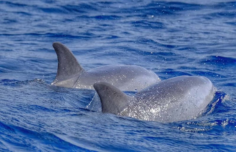 From Morro Jable: Dolphin and Whale Watching and Snorkelling - Leaving Morro Jable for the Atlantic