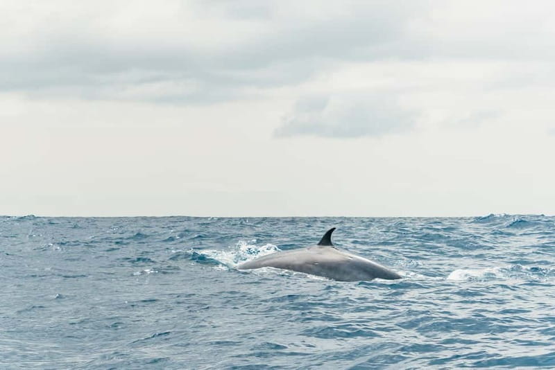 From Morro Jable: Dolphin and Whale Watching and Snorkelling - The snorkeling stop and cold drink