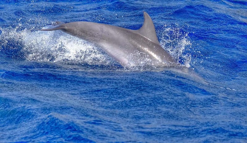 From Morro Jable: Dolphin and Whale Watching and Snorkelling - What the guides add to the experience