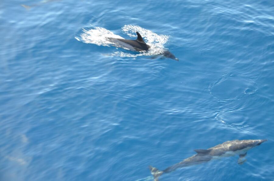 From Morro Jable: Dolphin and Whale Watching and Snorkelling - Who will enjoy this Morro Jable boat trip?