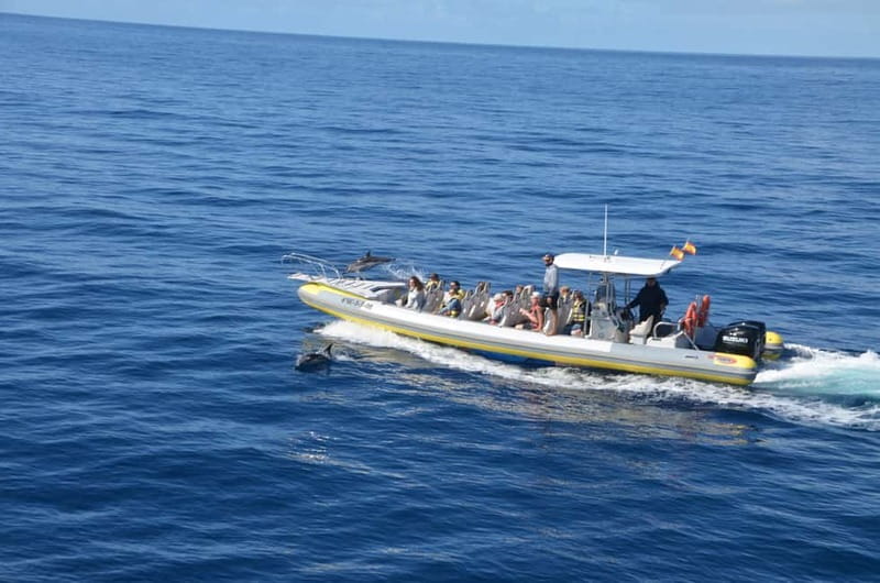 From Morro Jable: Dolphin and Whale Watching and Snorkelling - Practical details that matter on the day