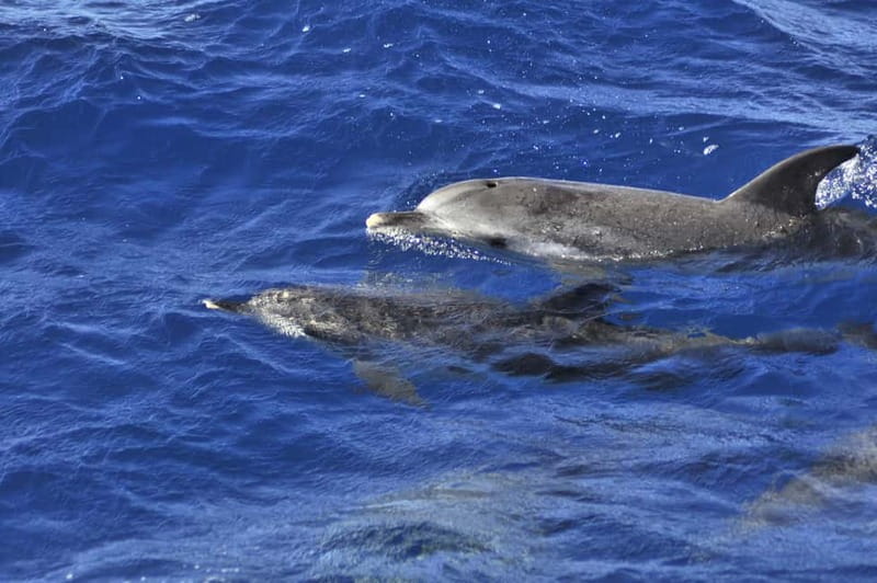 From Morro Jable: Dolphin and Whale Watching and Snorkelling - The speedboat ride along Fuerteventura’s coast