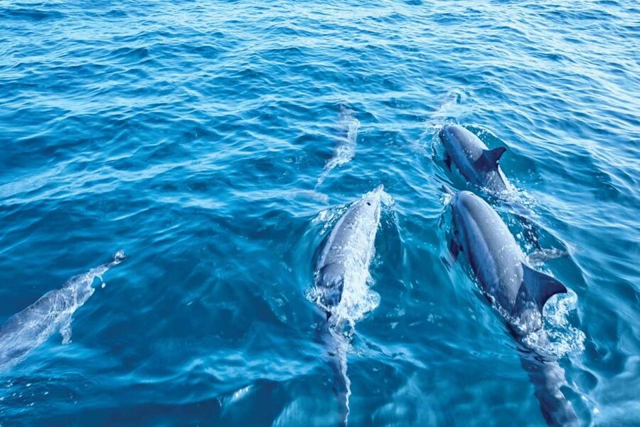 From Palma: 3-Hour Morning Dolphin Watching Boat Tour - Should you book the Carpe Diem dolphin cruise?