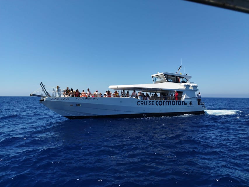 From Palma: 3-Hour Morning Dolphin Watching Boat Tour - Why this Palma boat trip is really about wild dolphins