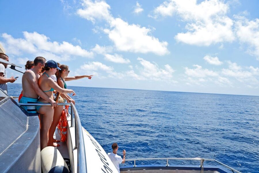 From Palma: 3-Hour Morning Dolphin Watching Boat Tour - The cove stop and its clear water