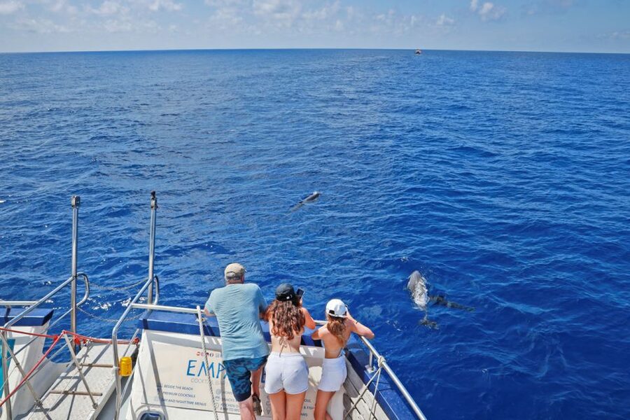 From Palma: 3-Hour Morning Dolphin Watching Boat Tour - Who will enjoy this outing most
