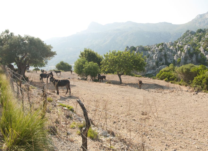 From Palma: Serra Tramuntana and Lluc Monastery Guided Tour - Port de Sóller and the old tram