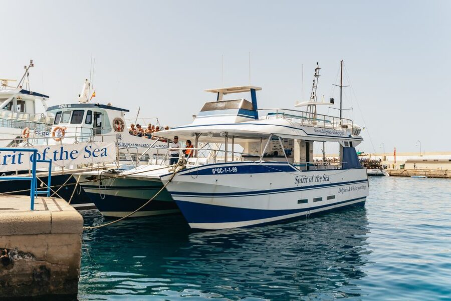 From Puerto Rico de Gran Canaria: Dolphin Watching Cruise - Setting out from Puerto Base in Puerto Rico
