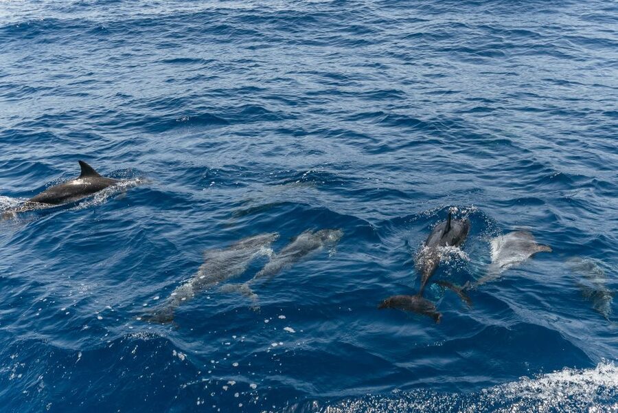 From Puerto Rico de Gran Canaria: Dolphin Watching Cruise - The ride back and possible swim stop