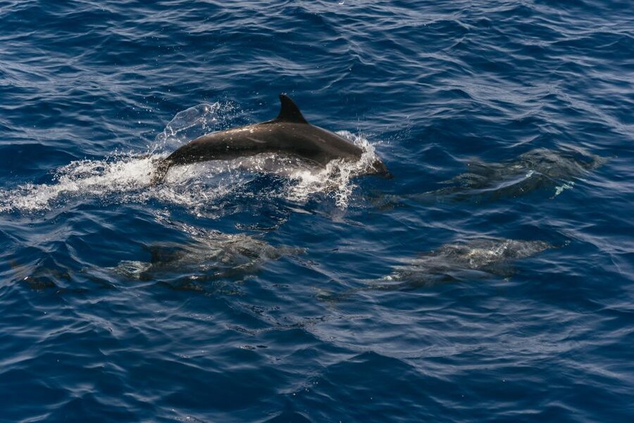 From Puerto Rico de Gran Canaria: Dolphin Watching Cruise - The 2.5-hour search for dolphins and whales