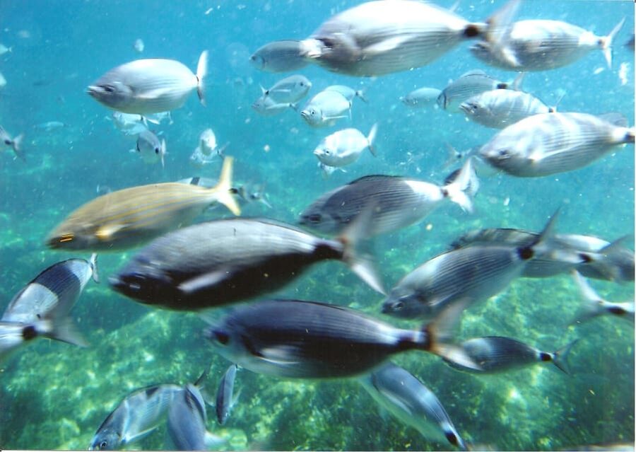 From Roses: Cap Norfeu Boat Cruise & Swimming - Who will enjoy this cruise most