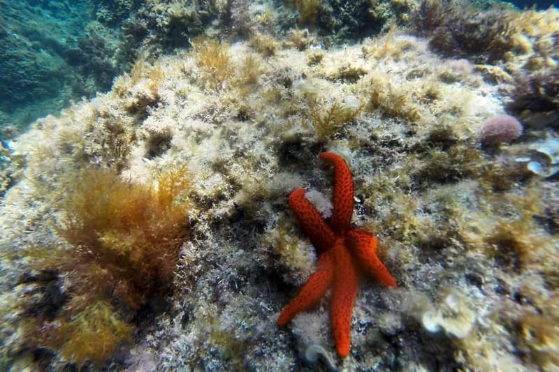 From Sant Feliu de Guíxols: Kayak and Snorkel in Costa Brava - From the beach to the open Costa Brava