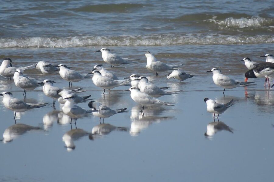 From Seville: Doñana National Park Day Trip - Should you book it?