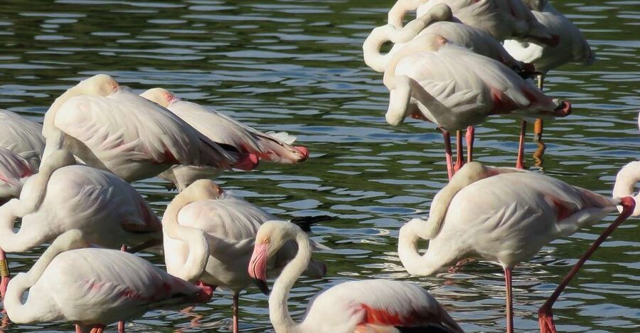 From Seville: Doñana National Park Day Trip - El Rocío and the La Rocina trails