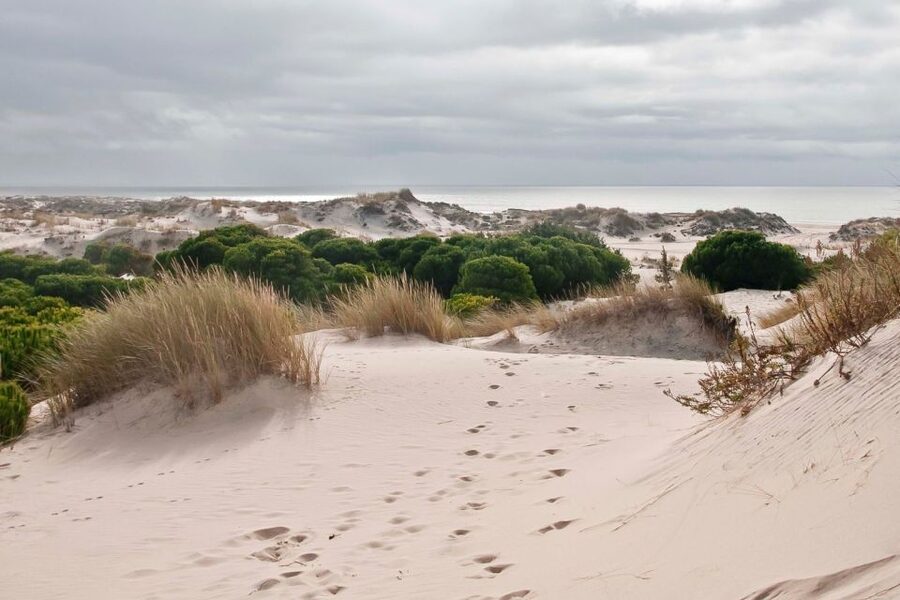 From Seville: Doñana National Park Day Trip - When to go for birds, beach, or cooler weather