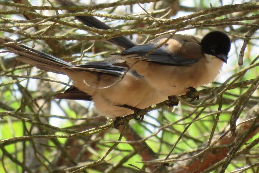 From Seville: Doñana National Park Day Trip - Shared, private, and language choices