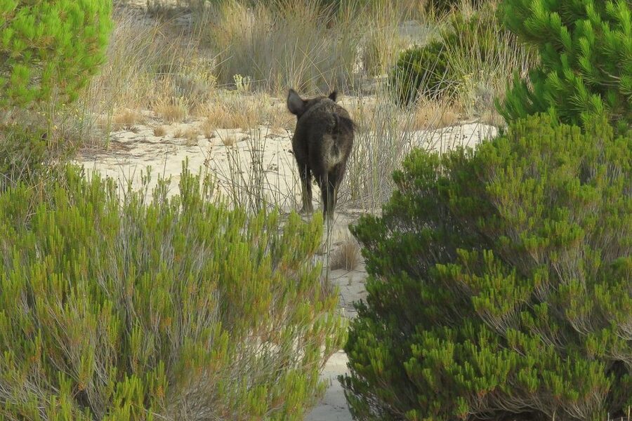 From Seville: Doñana National Park Day Trip - Who should book this Doñana trip