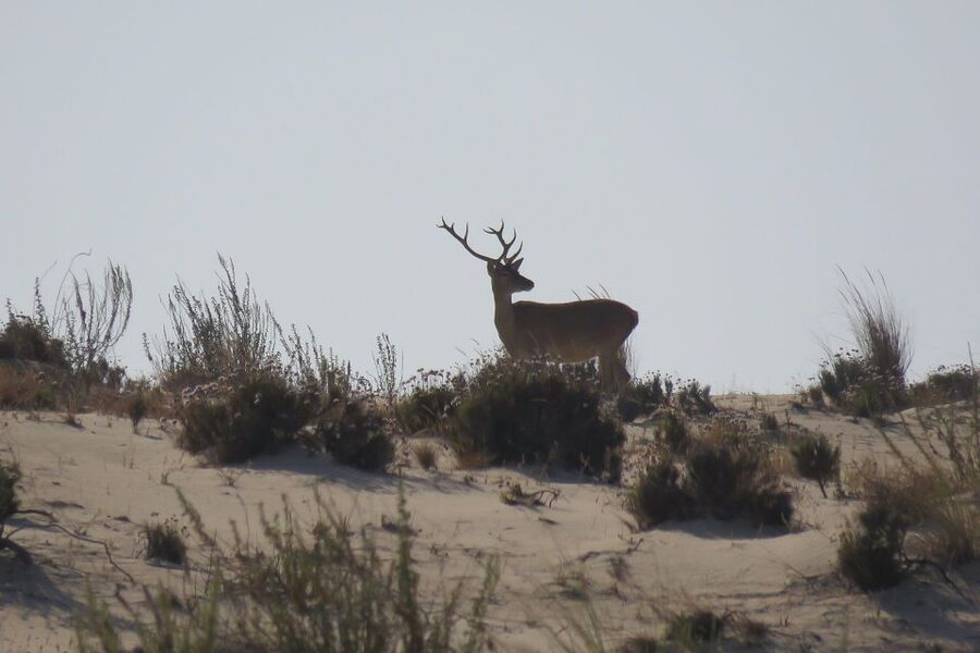 From Seville: Doñana National Park Day Trip - From the Guadalquivir to Dehesa de Abajo
